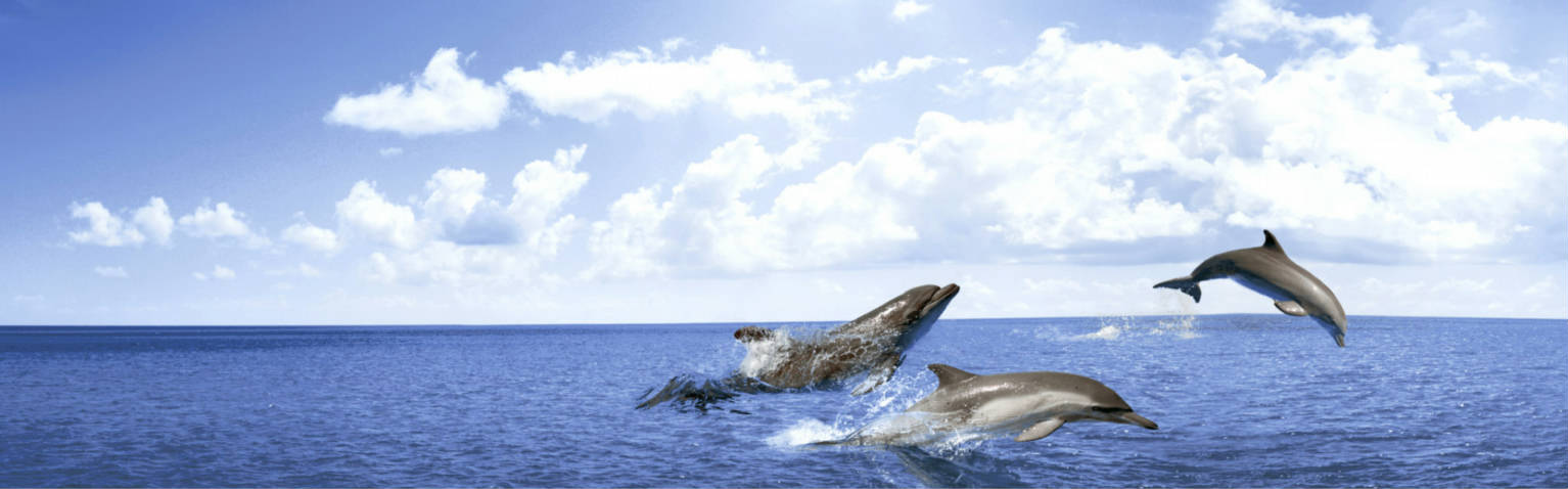 DELFINES AZUL | Samboro